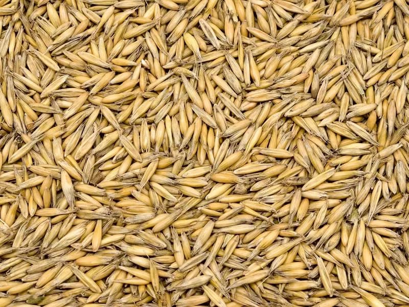 25 kg Hafer futterhafer für Pferde, Wildvögel, Hühner und Tauben – Natürliches Getreide, ideal als Futter und zur Vogelfütterung