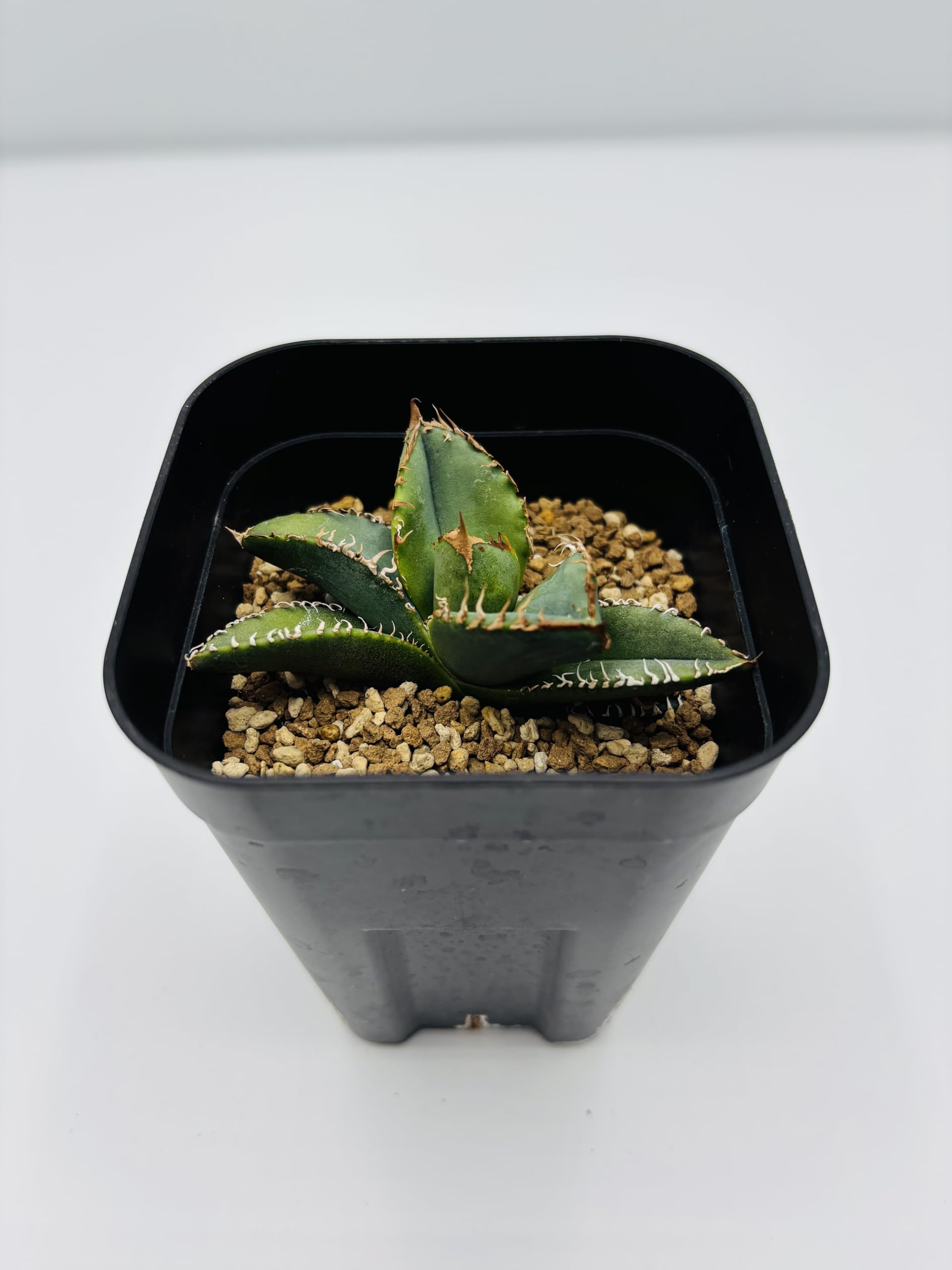 三*也様 アガベ　チタノタ　麻花龍 　 【激安特価　期間限定】 三*也様 アガベ チタノタ 麻花龍 【激安特価 期間限定】