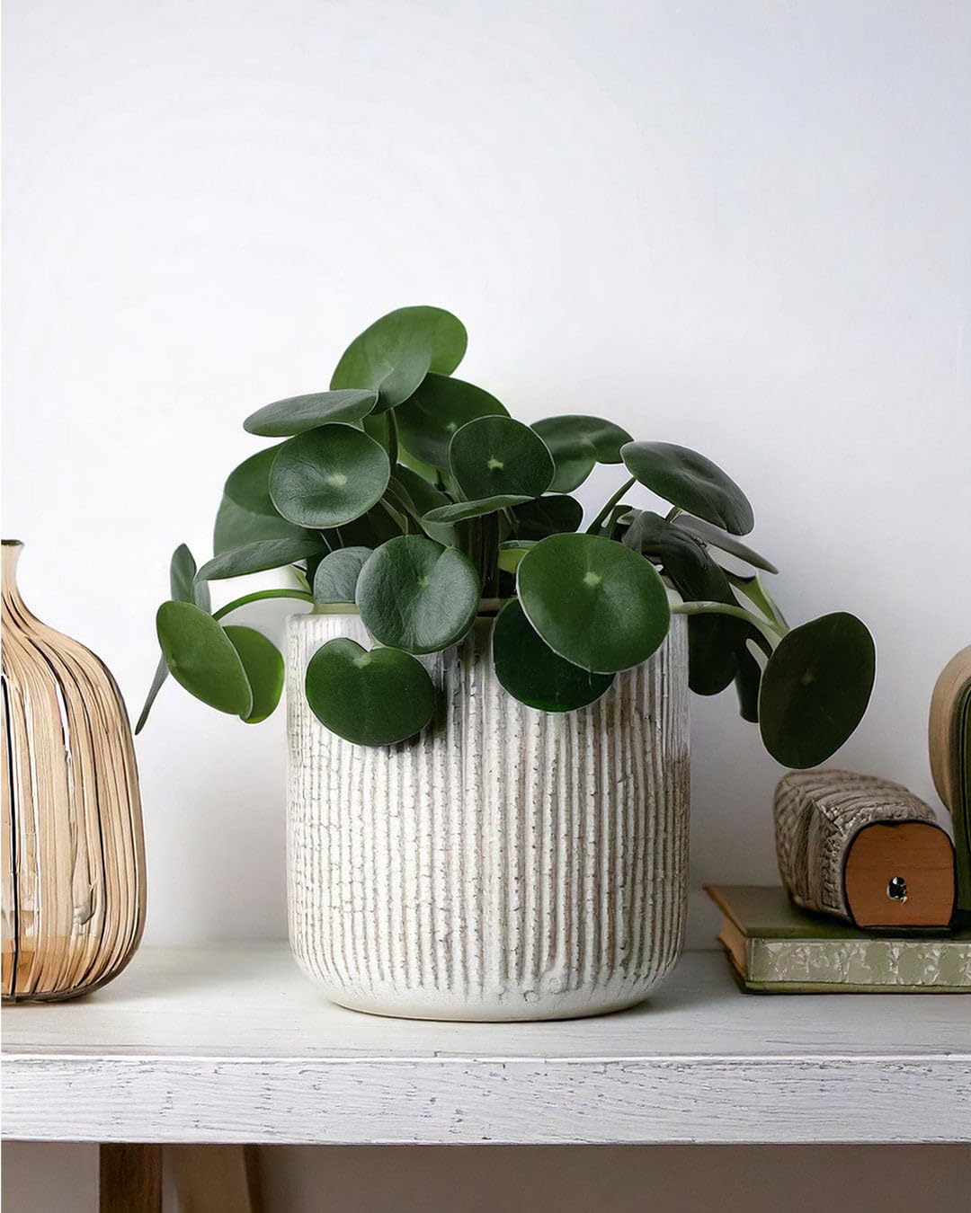 Pack 3x Plantas M Pet Friendly | Plantas Naturales | Pur Plant