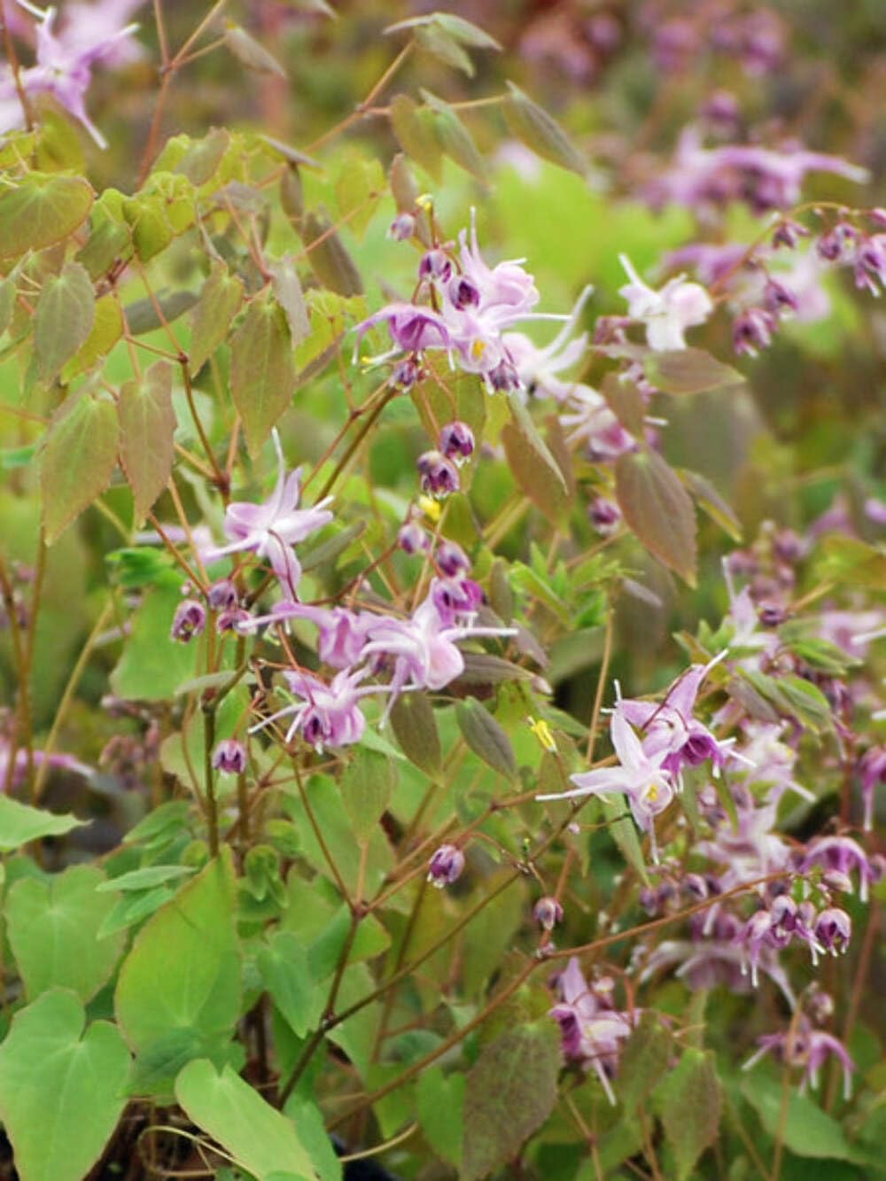 Epimedium grandiflorum Lilafee