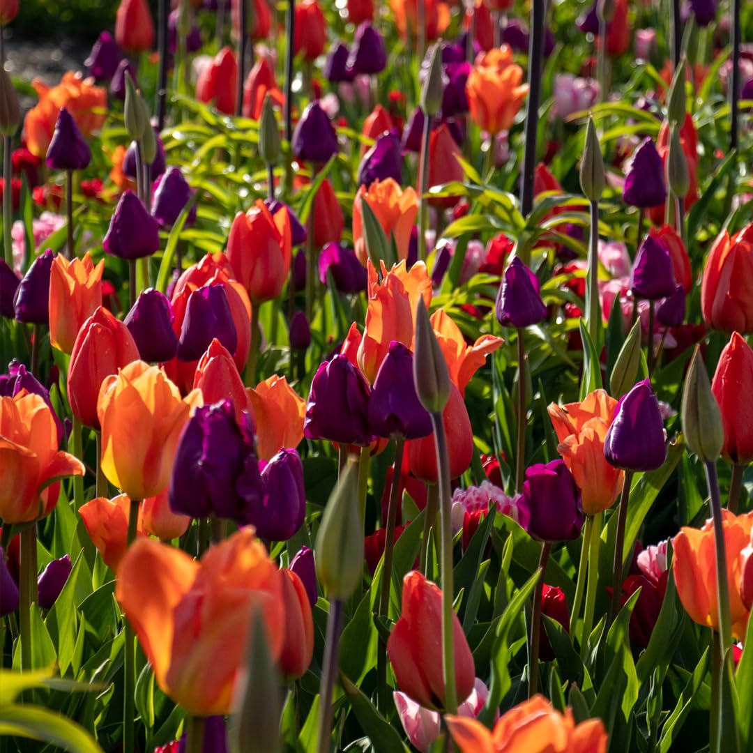 From Dusk Till Dawn Mix | 100 Stück | Blumenzwiebel | duftend | Gemischt | Lila | Orange | Rot | 100% Blütegarantie | QFB Gardening | Bienenblume