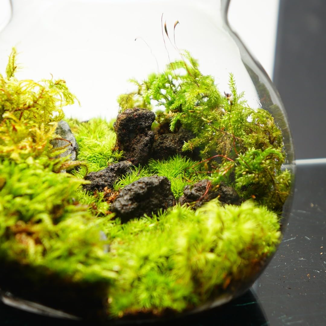 Amazon.co.jp: 【苔庵介る】 【LEDで光る】苔テラリウム 完成品 13cm