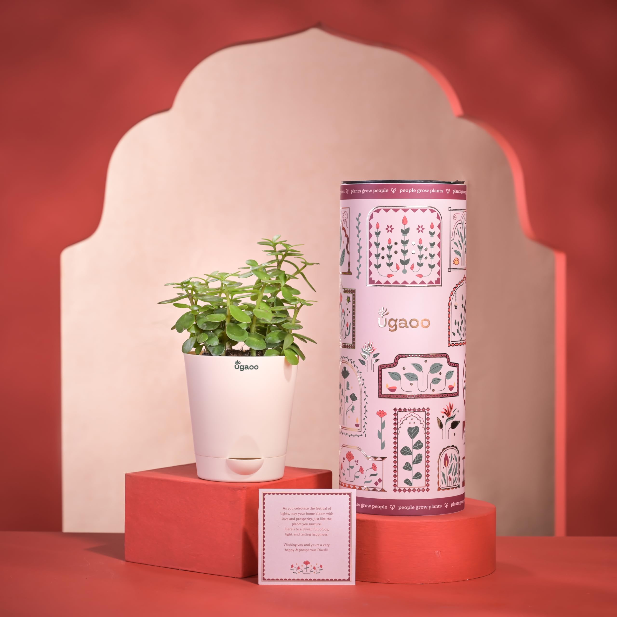 Ugaoo Jade Mini Plant Diwali Gift - Jade Mini Live Plant | Self Watering Pot | Diwali Greeting Card | Plant as a Diwali Gift
