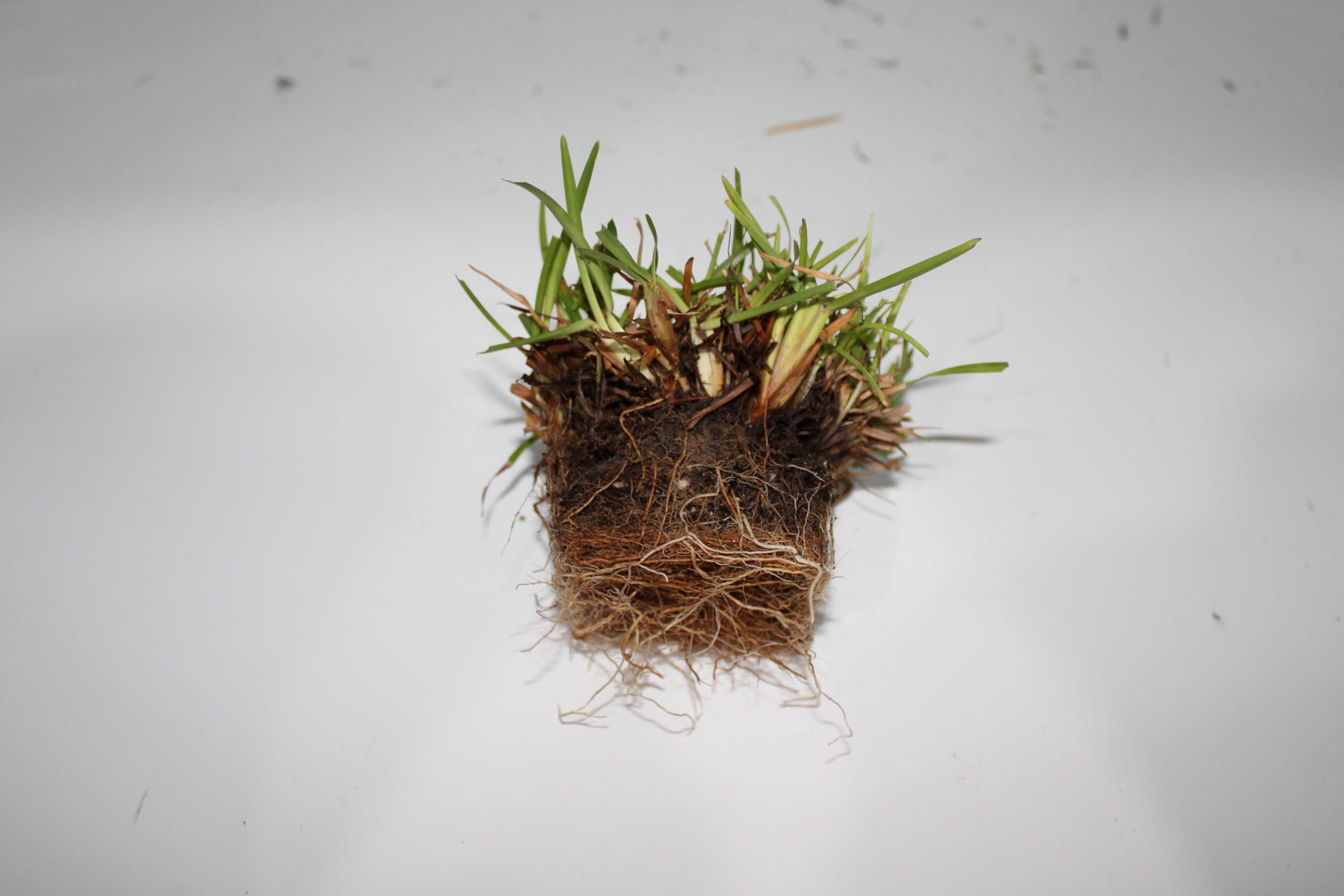 Amazon.com : Samson Botanicals | Centipede Sod Grass Plug 18 Pack