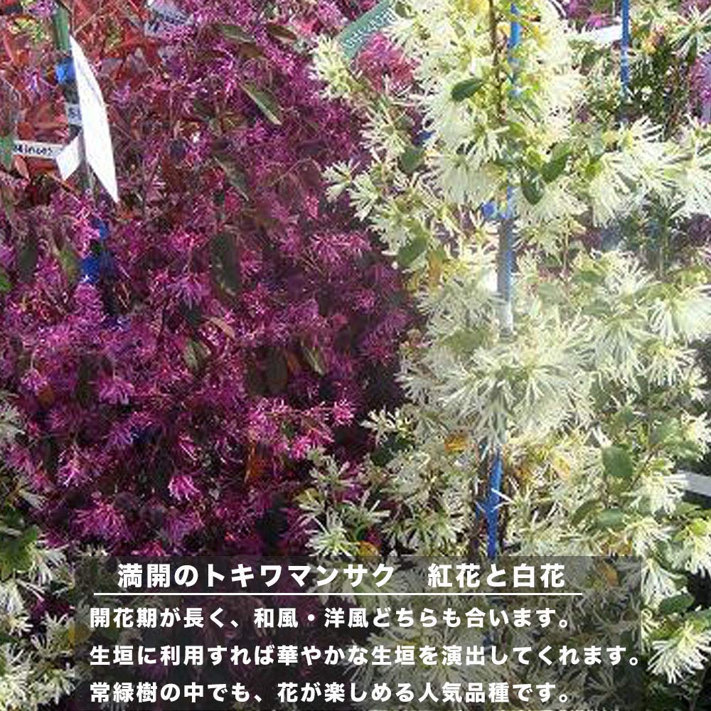 Amazon | 白花トキワマンサク 生垣用 苗 庭木 常緑樹 生垣 目隠し 低木