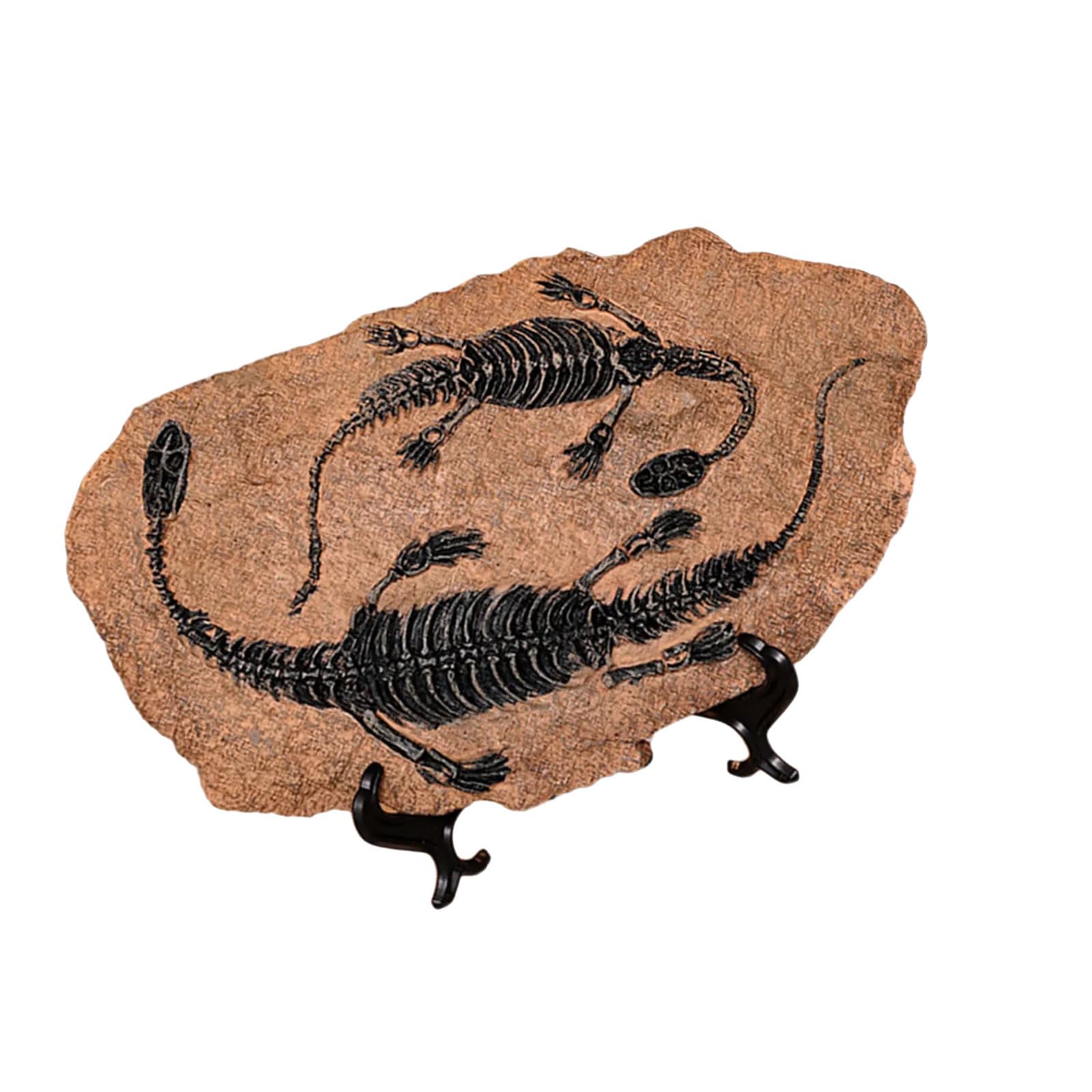 PANGBOER Estatua realista de esqueleto de dinosaurio, fósiles, resinas, adorno para escritorio, estante de libros, exhibición y colección