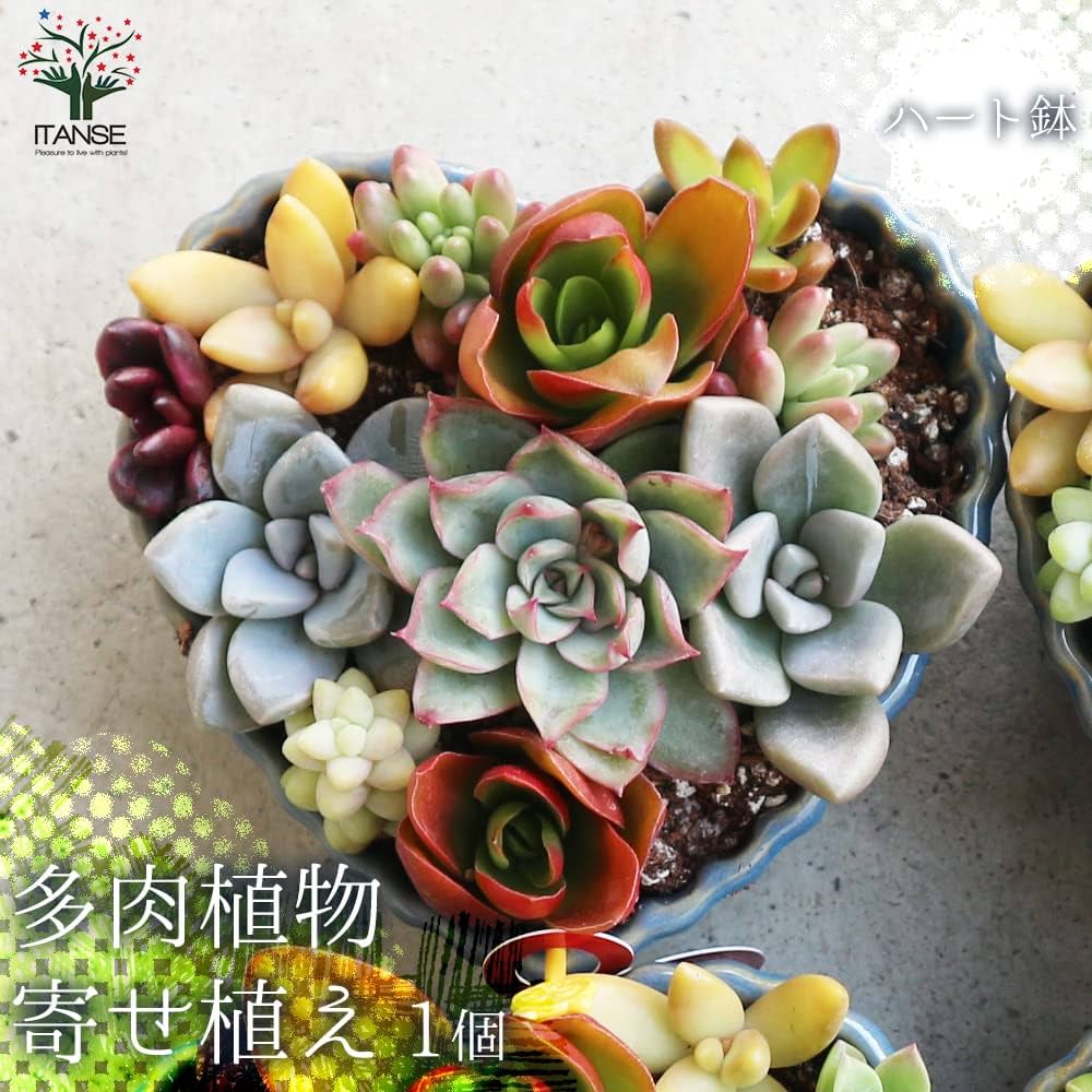 71Q2VWb8CfL._UF1000,1000_QL80_.jpg