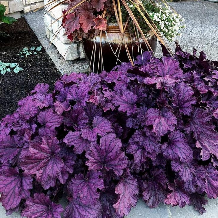 Garden Bulbs, Midnight Blue Hosta Bulbs Live, Hosta Plants for Sale, Excellent Display, Perennial, Easy Plant, Wedding Ornamental Flowers, 6bulbs-b