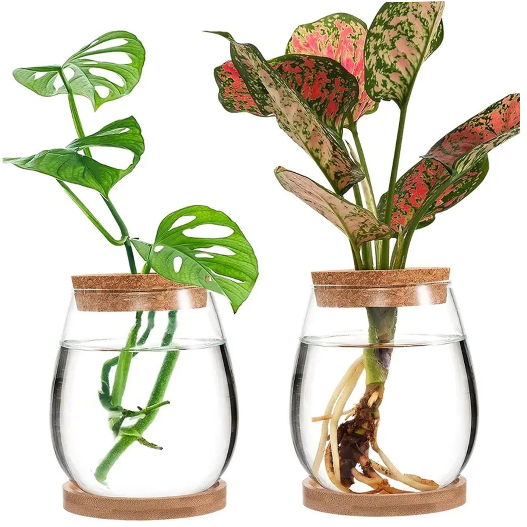 Station végétale haut de gamme : petits pots de propagation en liège naturel et verre