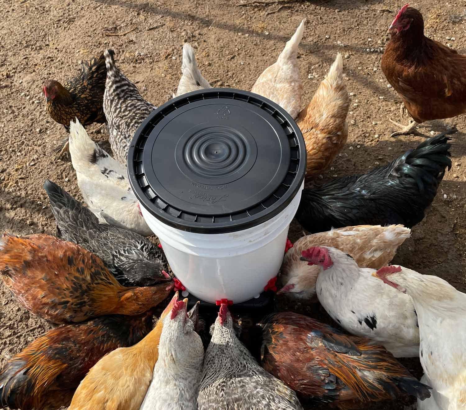 Incubator Warehouse Noble Nest 5 gal. Nipple Waterer (8 Nipple, 360° Waterer, No Stand)