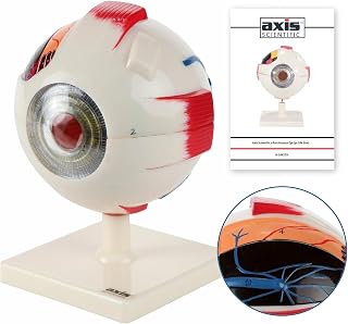 Axis Scientific 5X Enlarged Human Eye Model, Eyeball Anatomy, Multi-Part Structure Dissects to 7 Anatomically Correct Parts of Eye, Includes Removable Stand, Detailed Product Manual