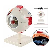 Vista 1 de Axis Scientific Modelo de ojo humano ampliado 5X, modelo realista de anatomía de globo ocular de 7 partes, diseño transparente que incluye soporte