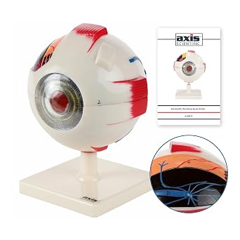 Axis Scientific 5X Enlarged Human Eye Model | Realistic 7-Part Eyeball Anatomy Model