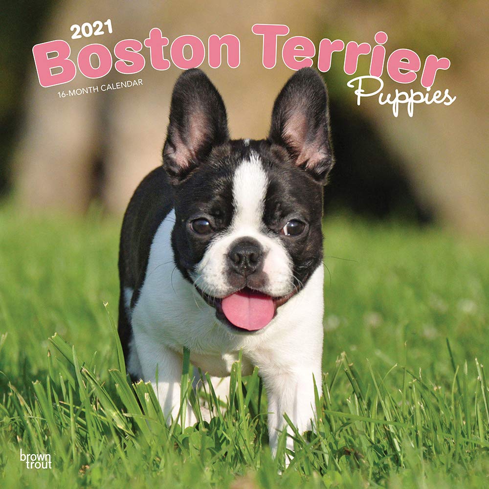 Are Boston Terriers Affectionate