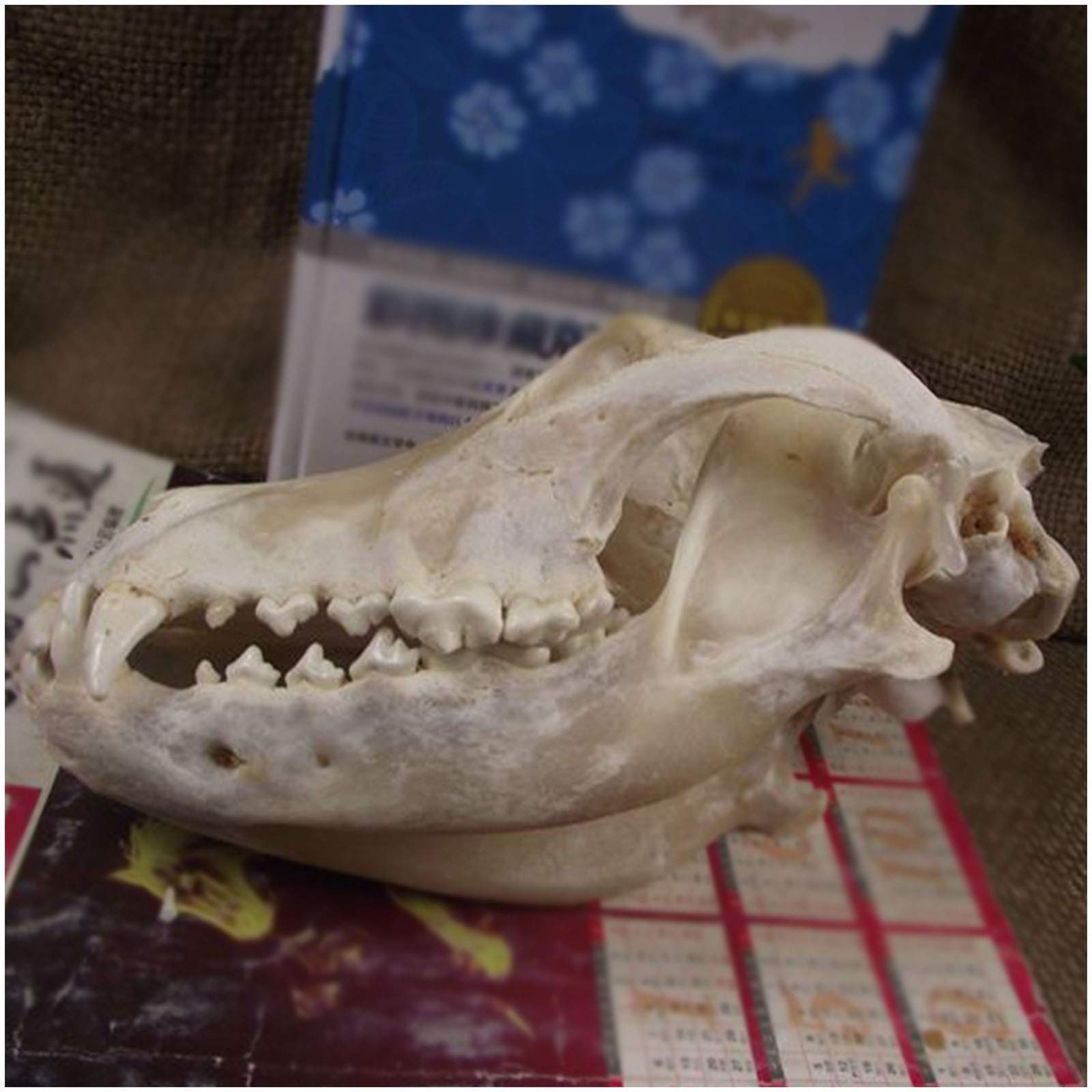 コヨーテ　頭骨　標本 Amazon.co.jp: 剥製動物の頭 – オオカミの頭蓋骨モデル – 本物の