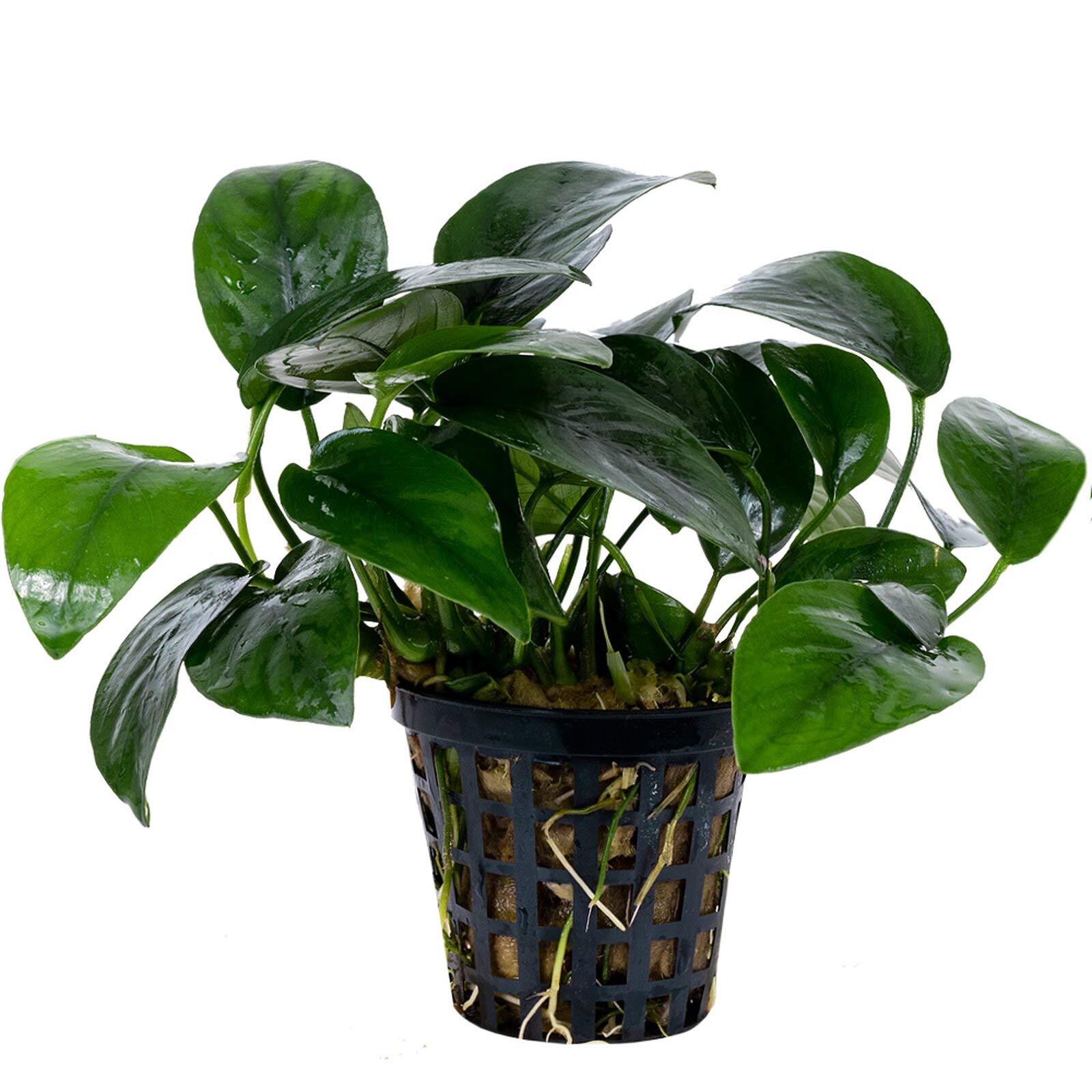 Anubias ondulatus - Plantas Naturales para acuarios