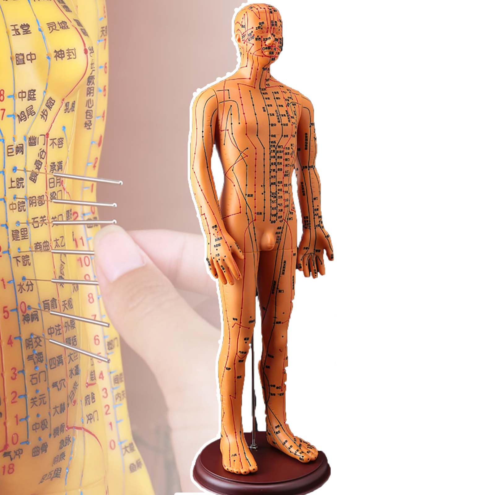 54cm Human Body Acupuncture Model, Chinese Medicine Teaching Acupoint, Easy to Observe, with High Definition Engraving/Accurate Point Positioning, for Teaching/Practice,A