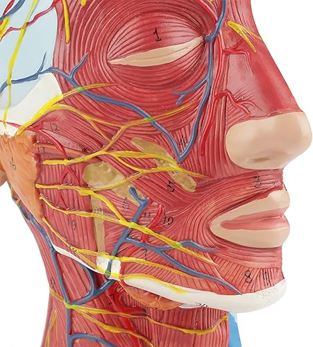 Miniatura 7 de Modelo neurovascular superficial de media cabeza humana con musculatura modelo de cabeza anatómica de tamaño natural para el aprendizaje de la