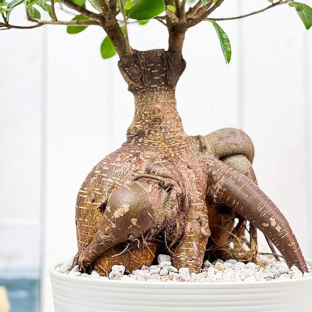 超貴重 太幹 大株 ガジュマル センカクガジュマル 接ぎ木 挿し木 10号鉢