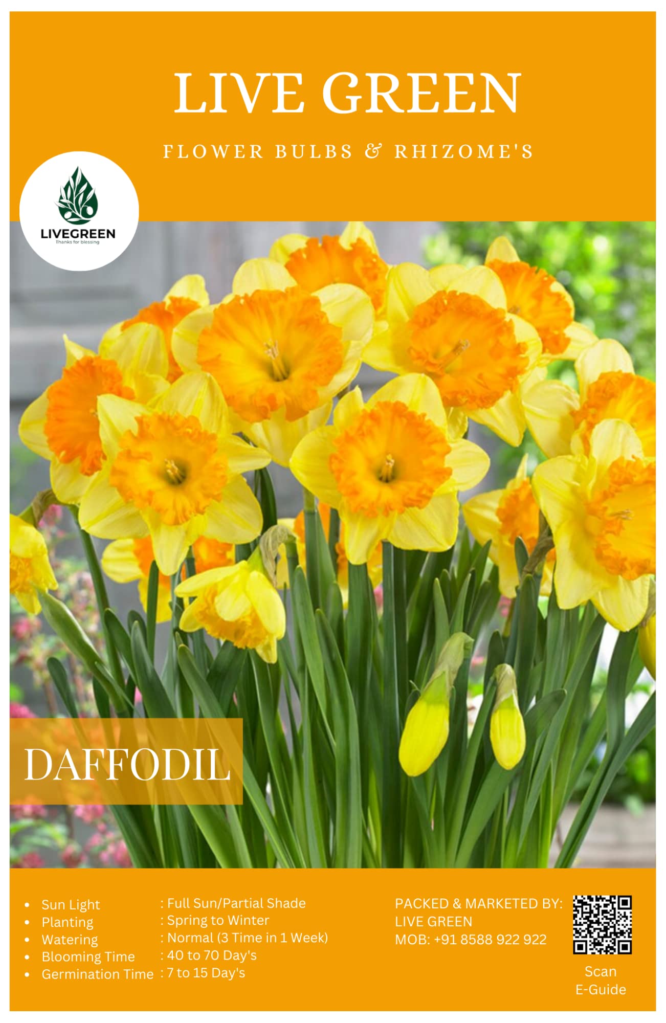 Live Green Imported Daffodil Yellow-Orange Flower Bulbs and Rhizomes New Pack Qty 5pcs for Balcony Gardens (Sunlover) (B0BSSXZ9PZ) Amazon Price History, Amazon Price Tracker