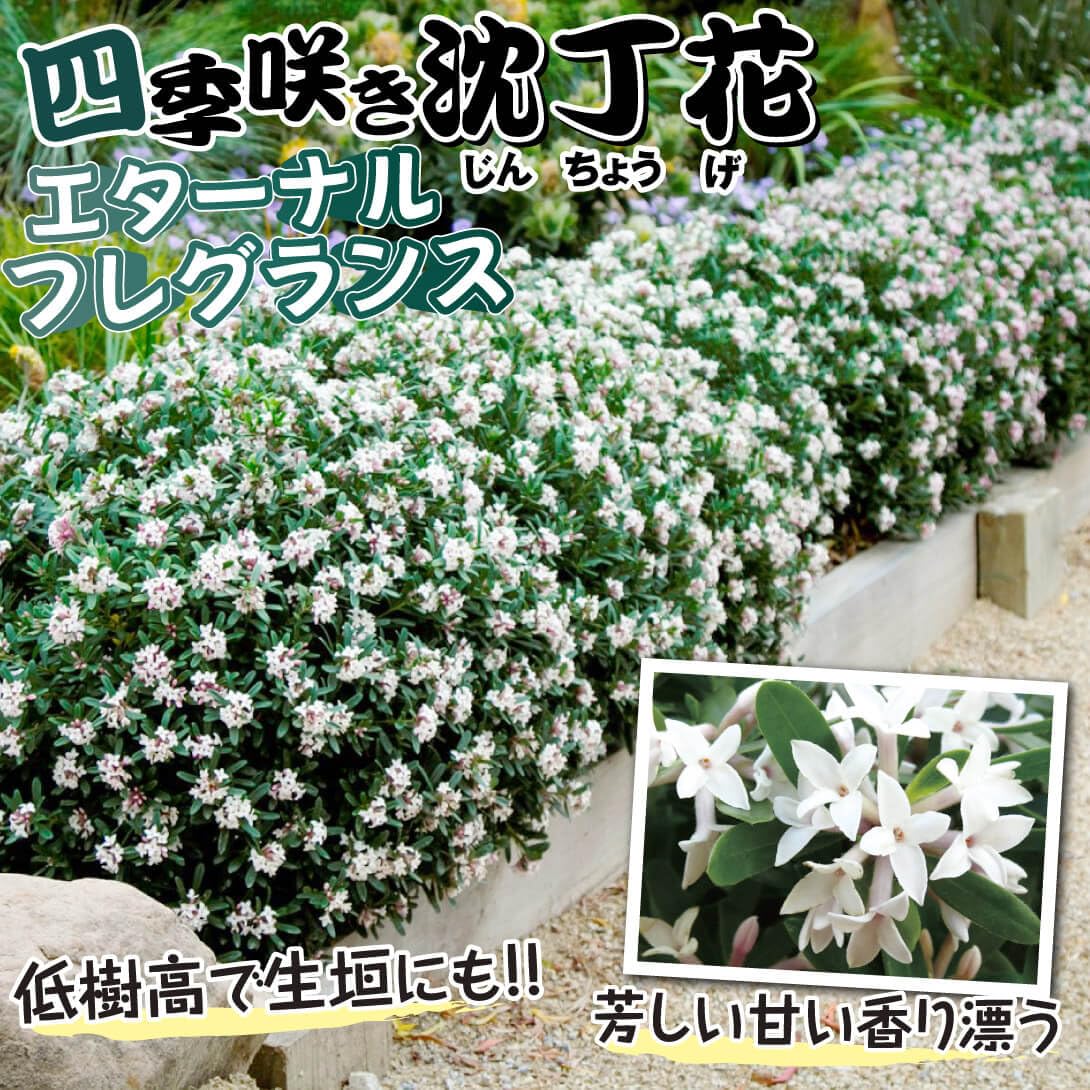 Amazon.co.jp: 花木苗 四季咲き沈丁花 エターナルフレグランス 1株