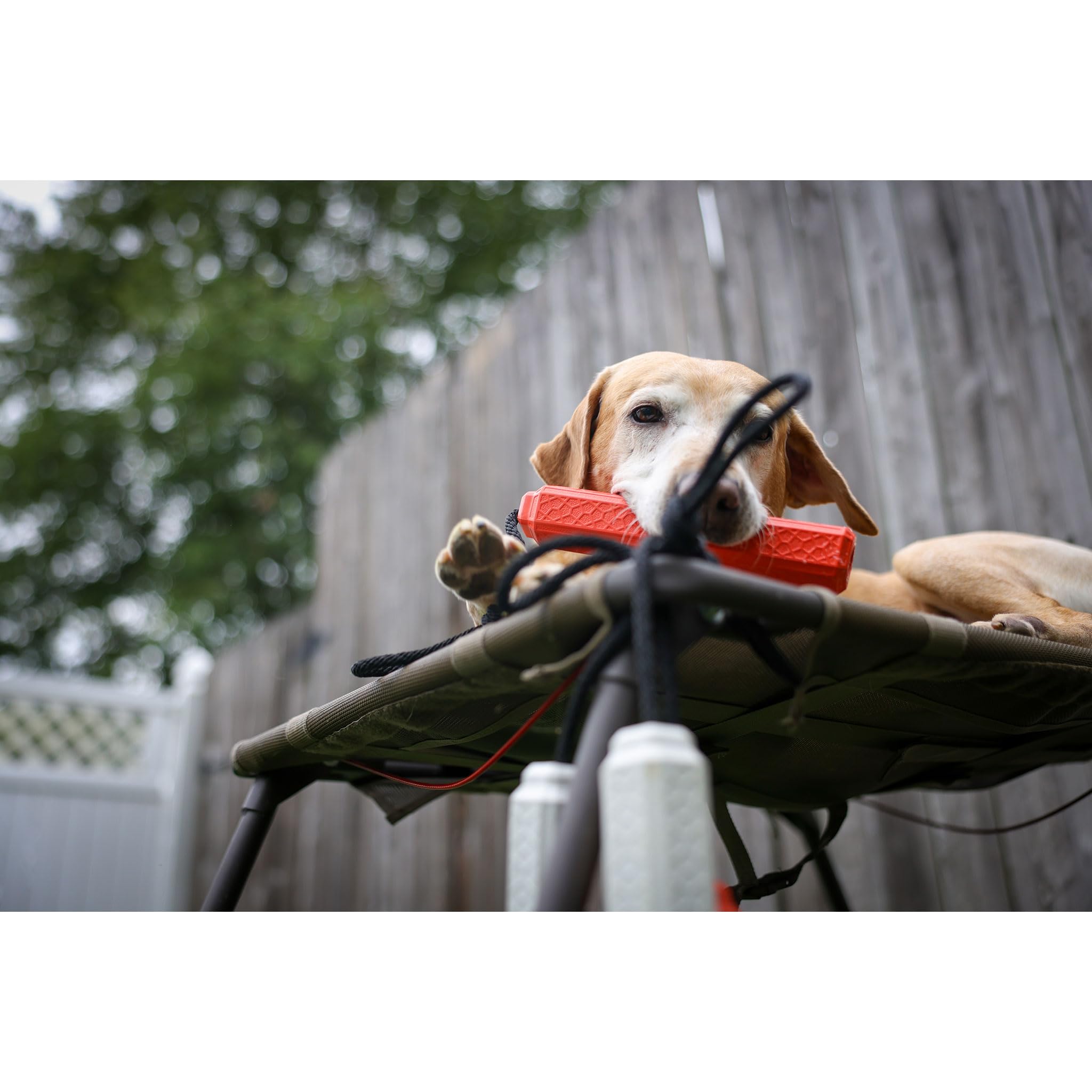 Blind Dog Must Haves Momarsh Floating Dog Training Bumper