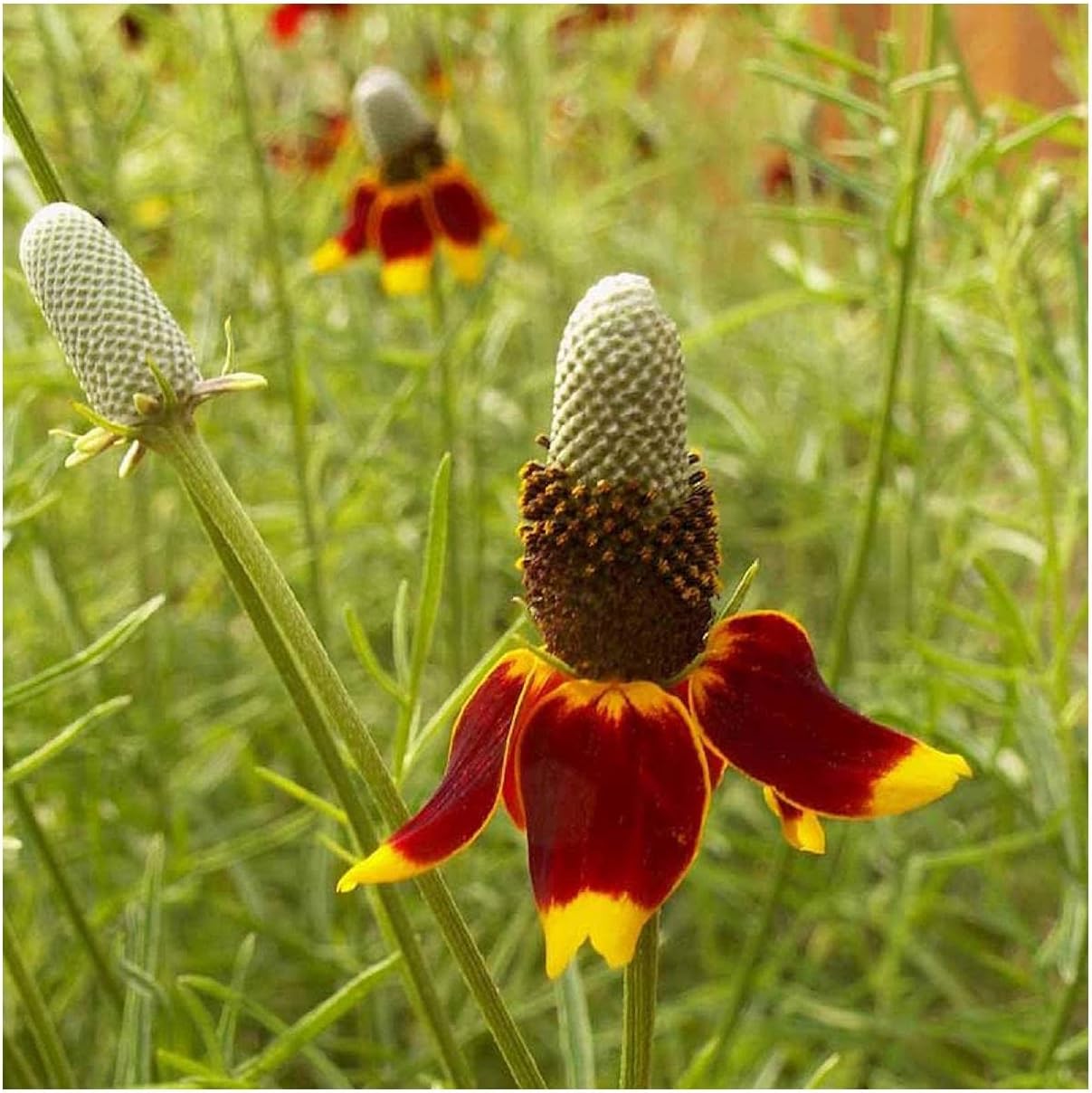 Everwilde Farms - 1 Lb Mexican Hat Native Wildflower Seeds - Gold Vault