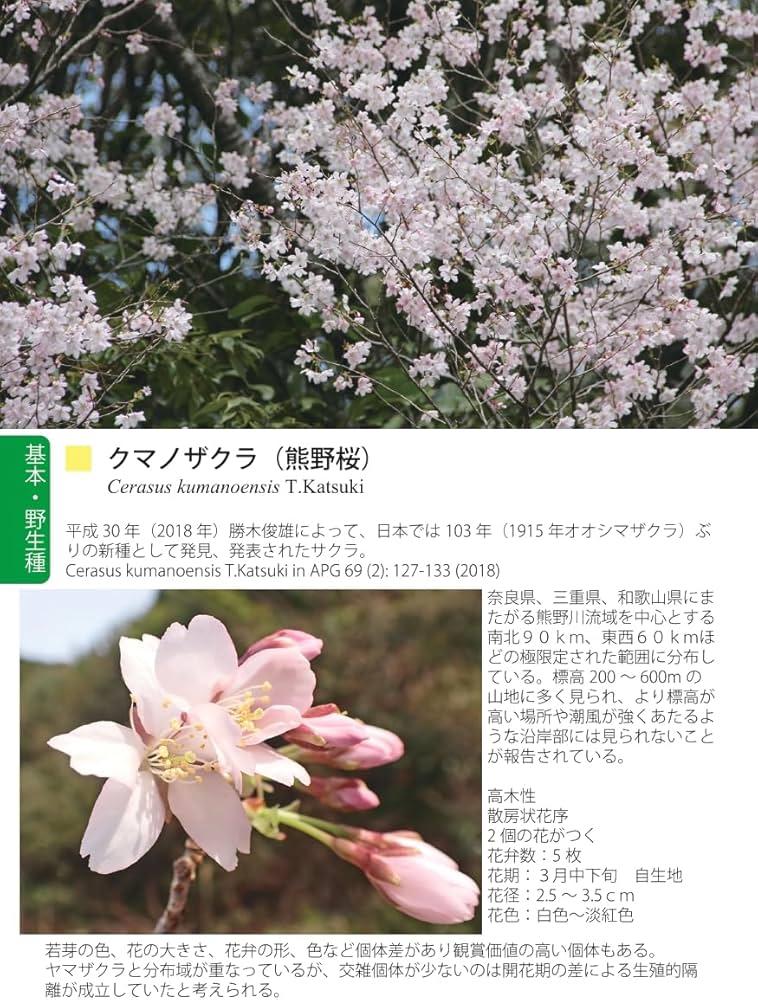 桜樹学・桜の世界 1 サクラ属の解説 野生種編(種・変種・品種・雑種