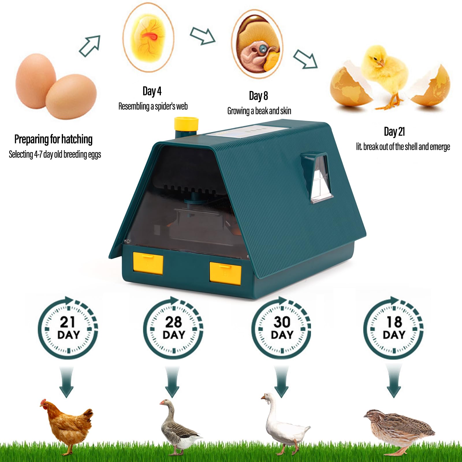 Incubadora Huevos Gallina Automatica, Incubadora Con Volteo AutomáTico de Huevos y Control de Temperatura y Humedad, Incubadora AvíCola con Pantalla LED Para Pollos, Patos, Gansos (10 Huevos)