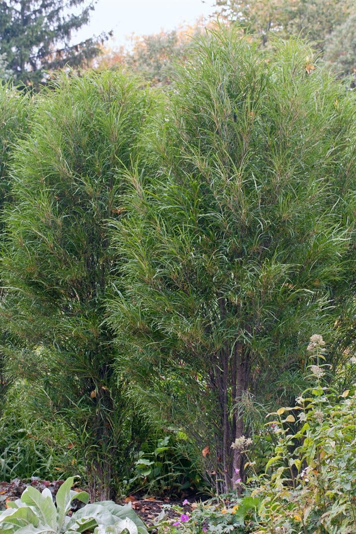 Säulen-Faulbaum Rhamnus frangula Fine Line 100-125 cm winterhart