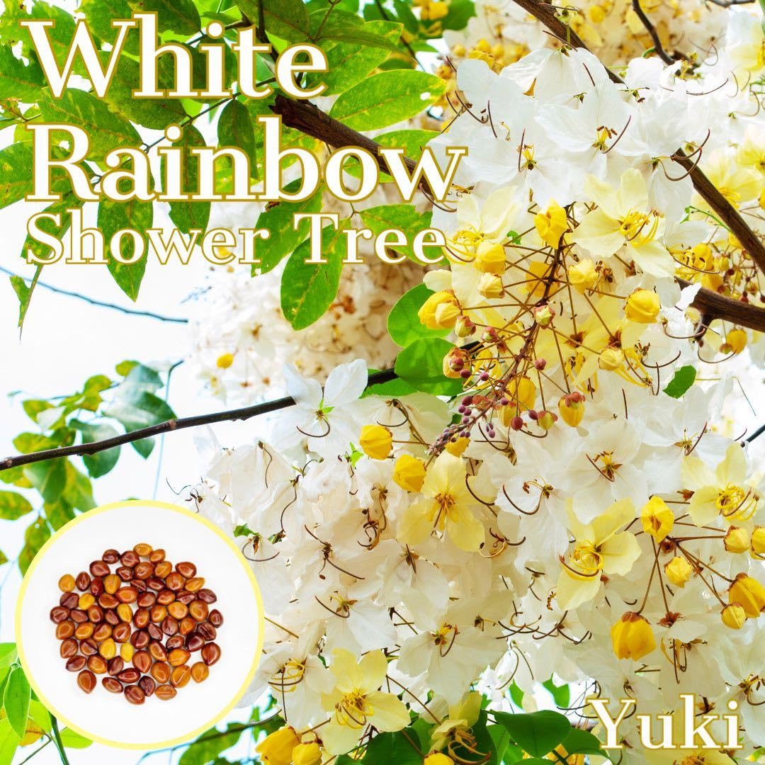 682〓希少 ホワイトレインボーシャワーツリー 実生 苗木 5年生苗 682〓希少 ホワイトレインボーシャワーツリー 実生 苗木 5年生苗 682