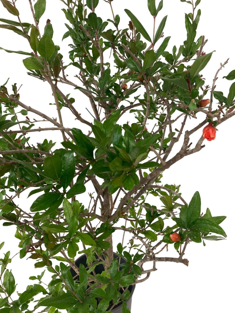 Punica Granatum - Melograno da fiore Pianta ornamentale da esterno prodotta da Vivai del Sole vaso diametro cm 30