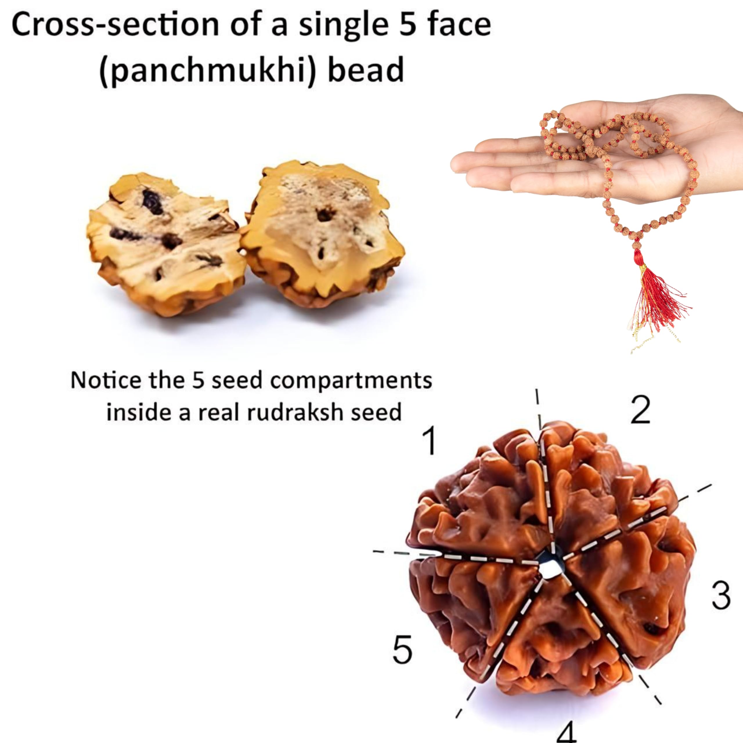 Wonder Care Autentico Rudraksh Mala con Mukhi Bead - Veri semi di Rudraksha himalayano, Ornamento religioso, Rosario Japa Mala Collana - Importato dal Nepal, Unisex