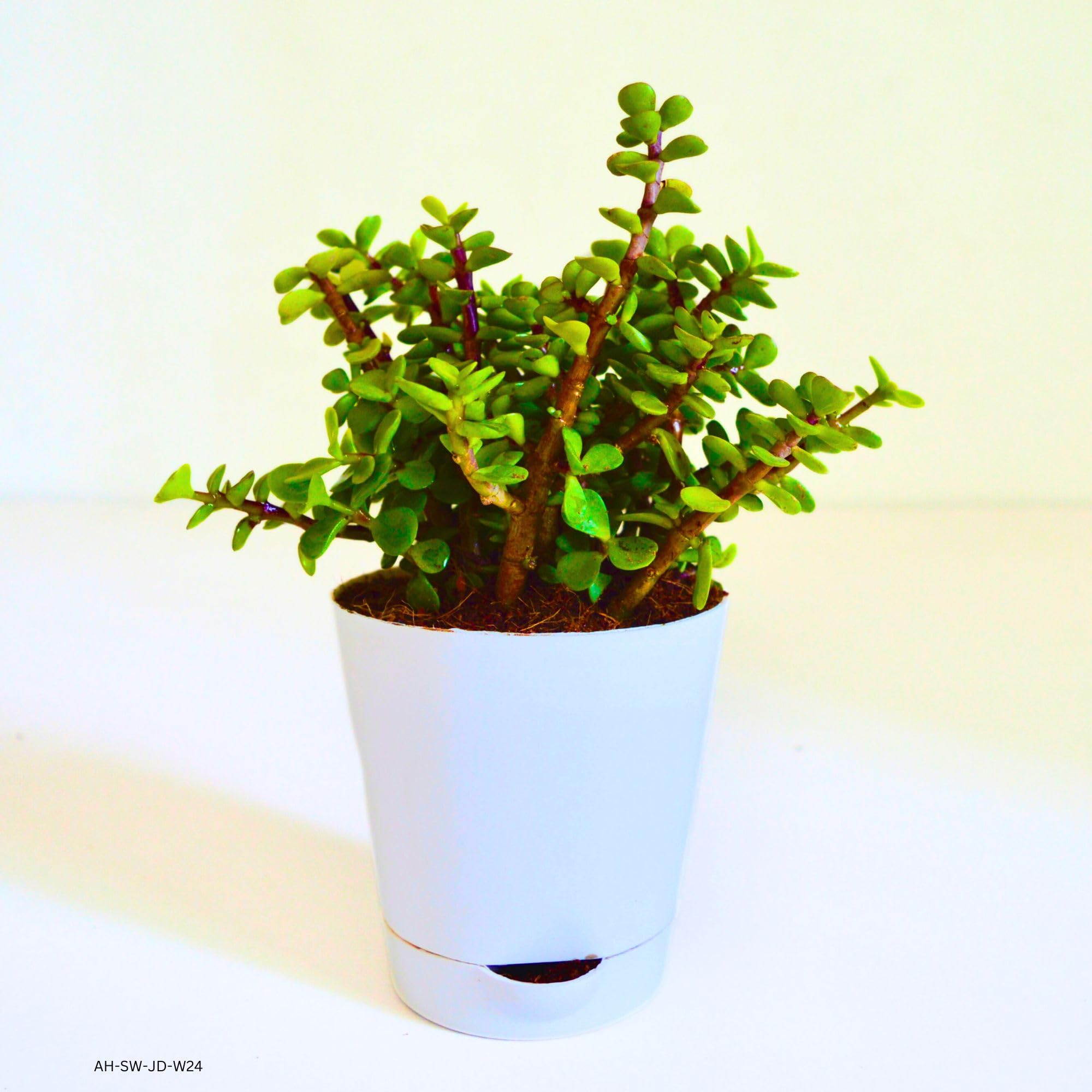 Abana Homes Good Luck Jade Plant with Pot – Indoor Plants for Living Room in Self Watering Pot – Lucky plant for Home Indoor Plants for Bedroom, Office Plant, Study Table Plant 8 Inches (White) (B0D2H4HC3D) Amazon Price History, Amazon Price Tracker