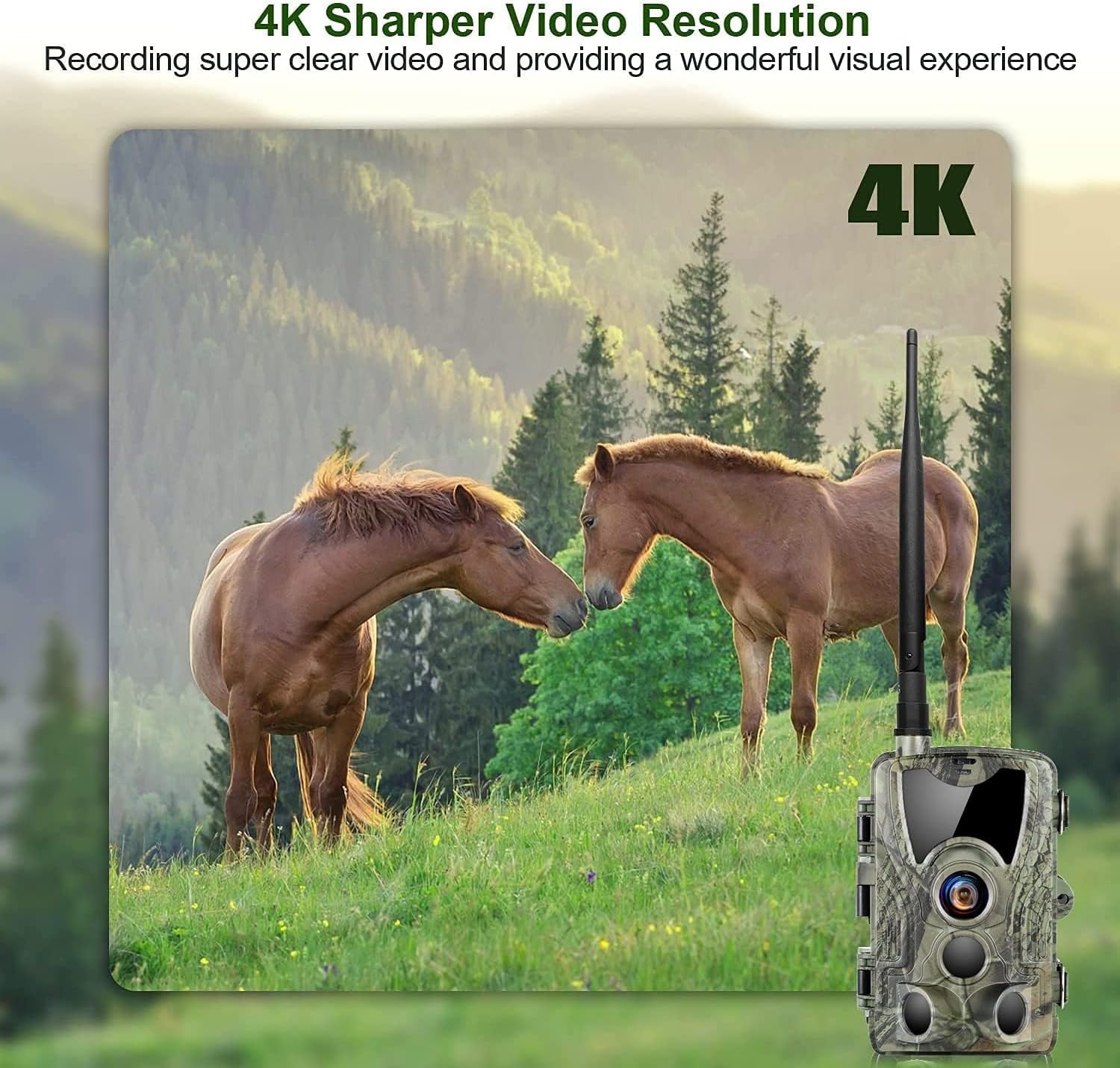 A scenic outdoor shot with two horses, overlaid with '4K' text, demonstrating the camera's 4K sharper video resolution.