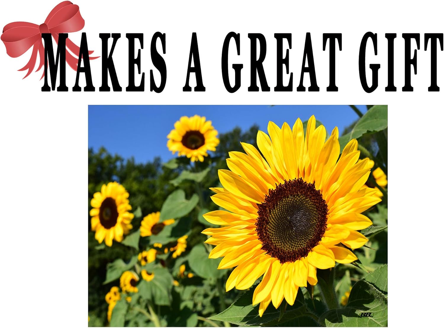 Up To 40% OFF Flower Sun Flowers Kitchen Glass Cutting Board Decorative Gift For Mom Sunflower Design