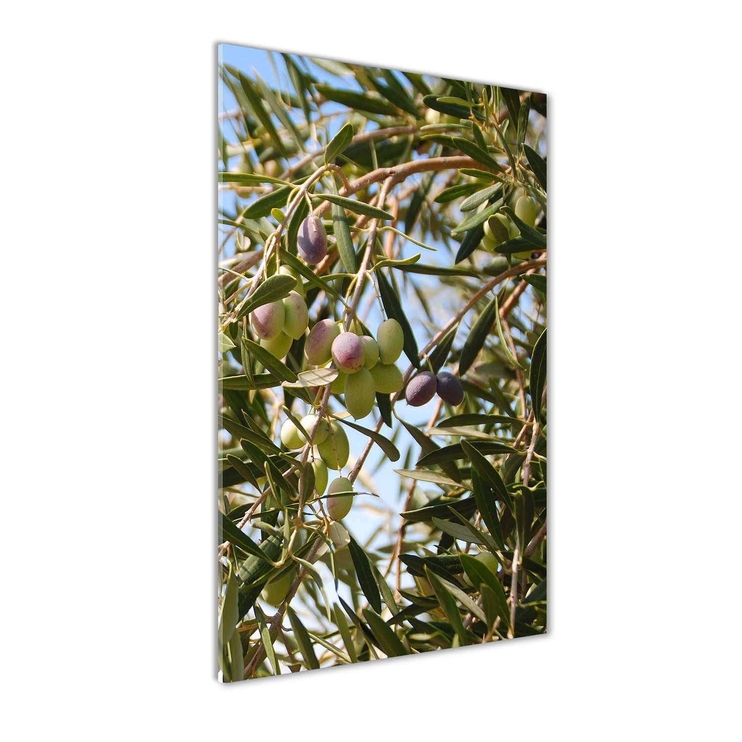 Tableaux pour la mur acrylique 60x120cm motif olives sur l'arbre