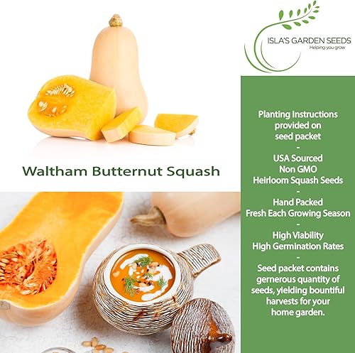 Miniatura 2 de Waltham - Semillas de calabaza Butternut (Cucurbita moschata) – Más de 50 semillas de reliquia no transgénicas de Isla's Garden Seeds, sabor rico y