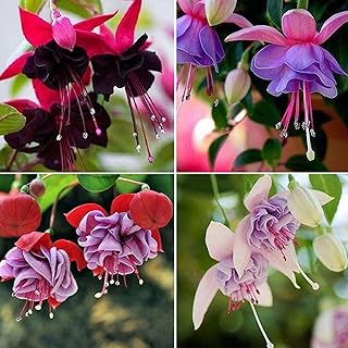 yanbirdfx 200Pcs/Bag Fuchsia Hybrida Seeds Natural Full of Vitality Warm Prefer Productive Fuchsia Hybrida Seeds for Bonsai - Fuchsia Hybrida Seeds