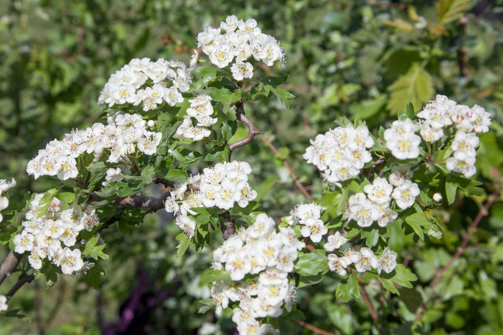 Eingriffliger Weißdorn Crataegus monogyna Flexuosa 25-40 cm winterhart