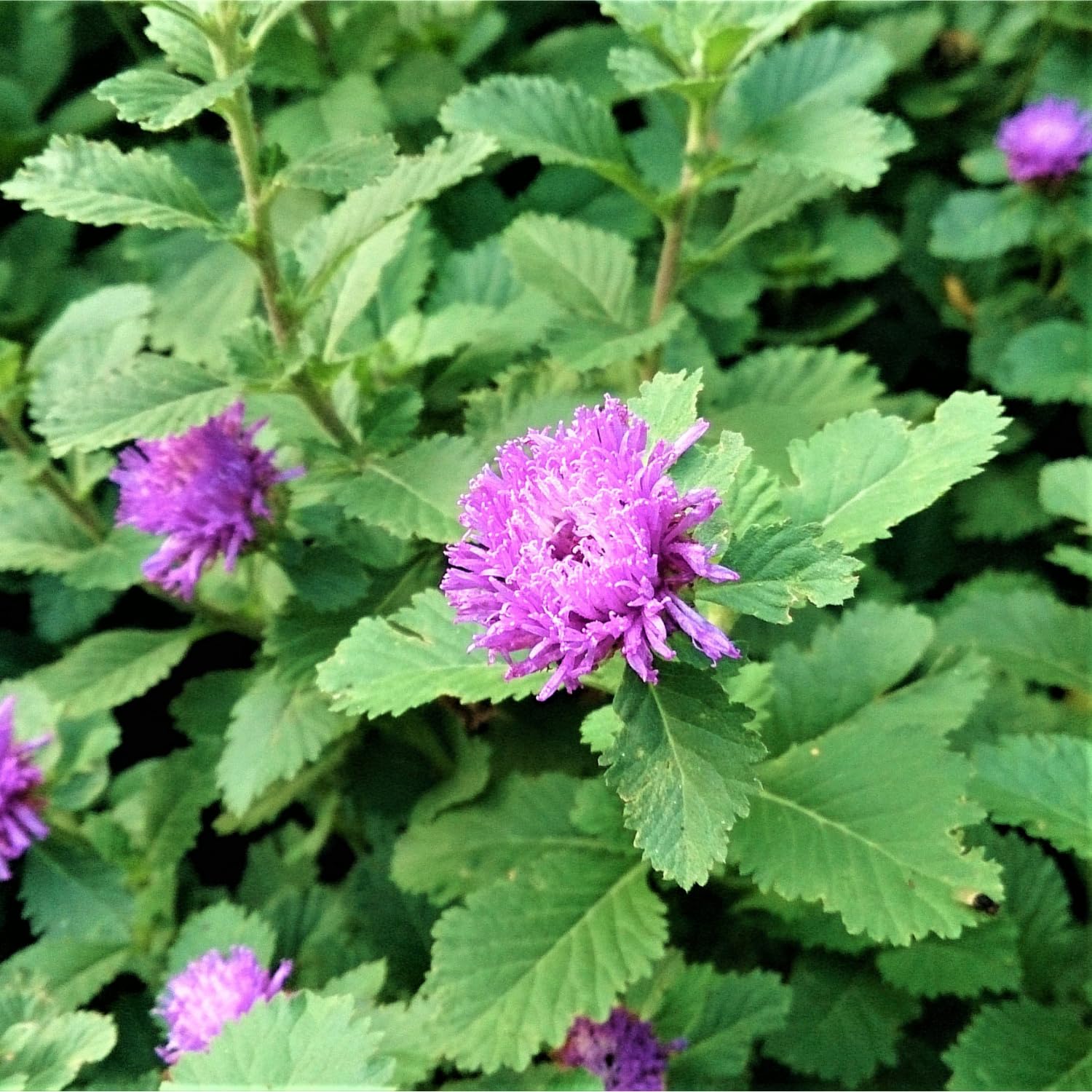 See full amazon price history chart for Hug A Plant | Kesavardhini Plant (Centratherum Punctatum) Flowering/Ornamental/Medicinal Live Plant (Home & Garden) Hug A Plant | Kesavardhini Plant (Centratherum Punctatum) Flowering/Ornamental/Medicinal Live Plant (Home & Garden) (B0CSDPLZQF) Amazon Price History, Amazon Price Tracker
