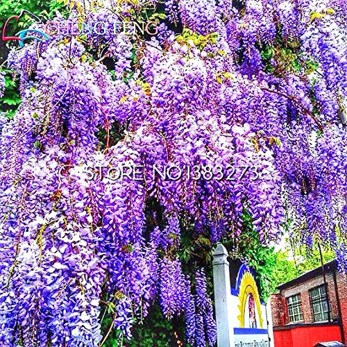 10 Pz Piante di glicine Bonsai belli per giardino domestico fai da te  Piante di fiori vere e fresche Glicine Sinensis Albero Fai da te Pianta  Sement: Purple : Amazon.de: Garten
