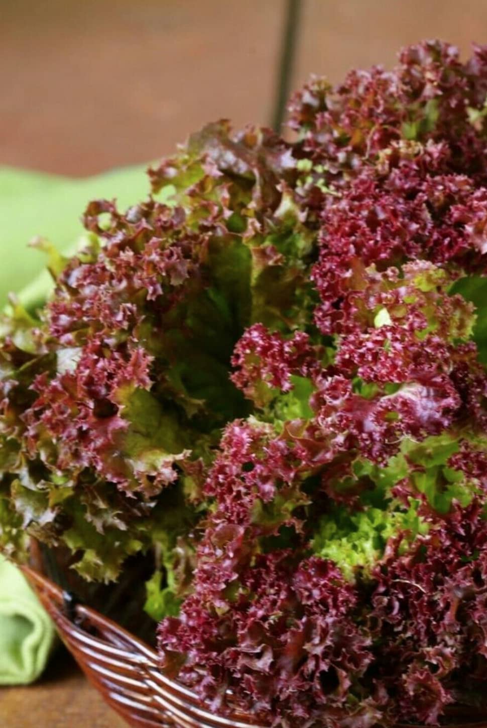 2100 seeds of Vegetable Lettuce Lollo Rosso Coral Red Curl Edible
