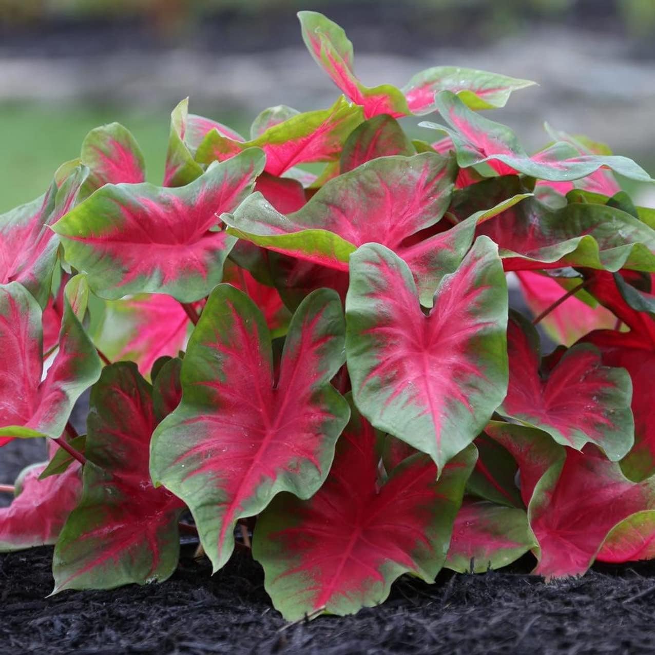 Florida Cardinal Caladium Large Bulbs - Angel Wings, Perennial Plant, Create Dramatic Displays with Large Florida Cardinal Leaves - Perfect for Indoors or Outdoors (12 Pack)