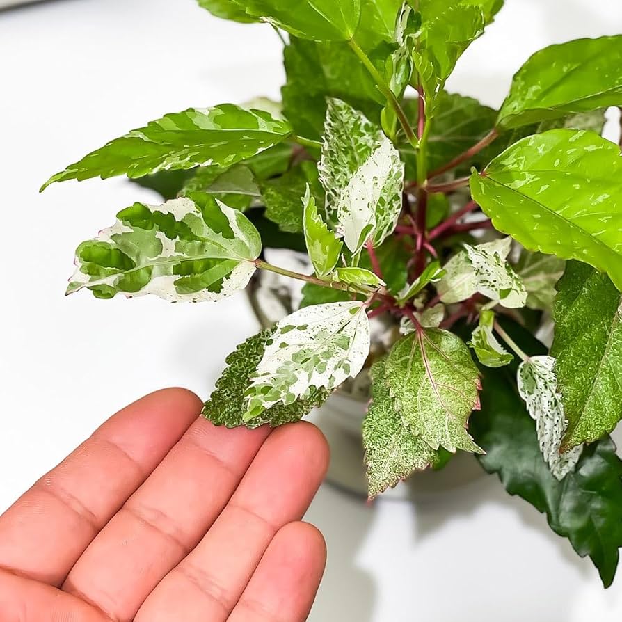 Amazon｜PLANCHU 熱帯花木 ハイビスカス ホワイトロコ 3.5号鉢