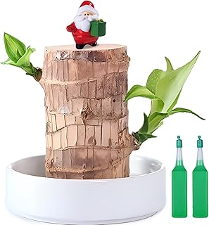 Christmas Brazilian Lucky Wood Plant,Fortune Brazil Wood Potted Plant with Santa Claus Figurine,Mini Brazil Decoration, Desk Decor for Home & Office Desktop Planter
