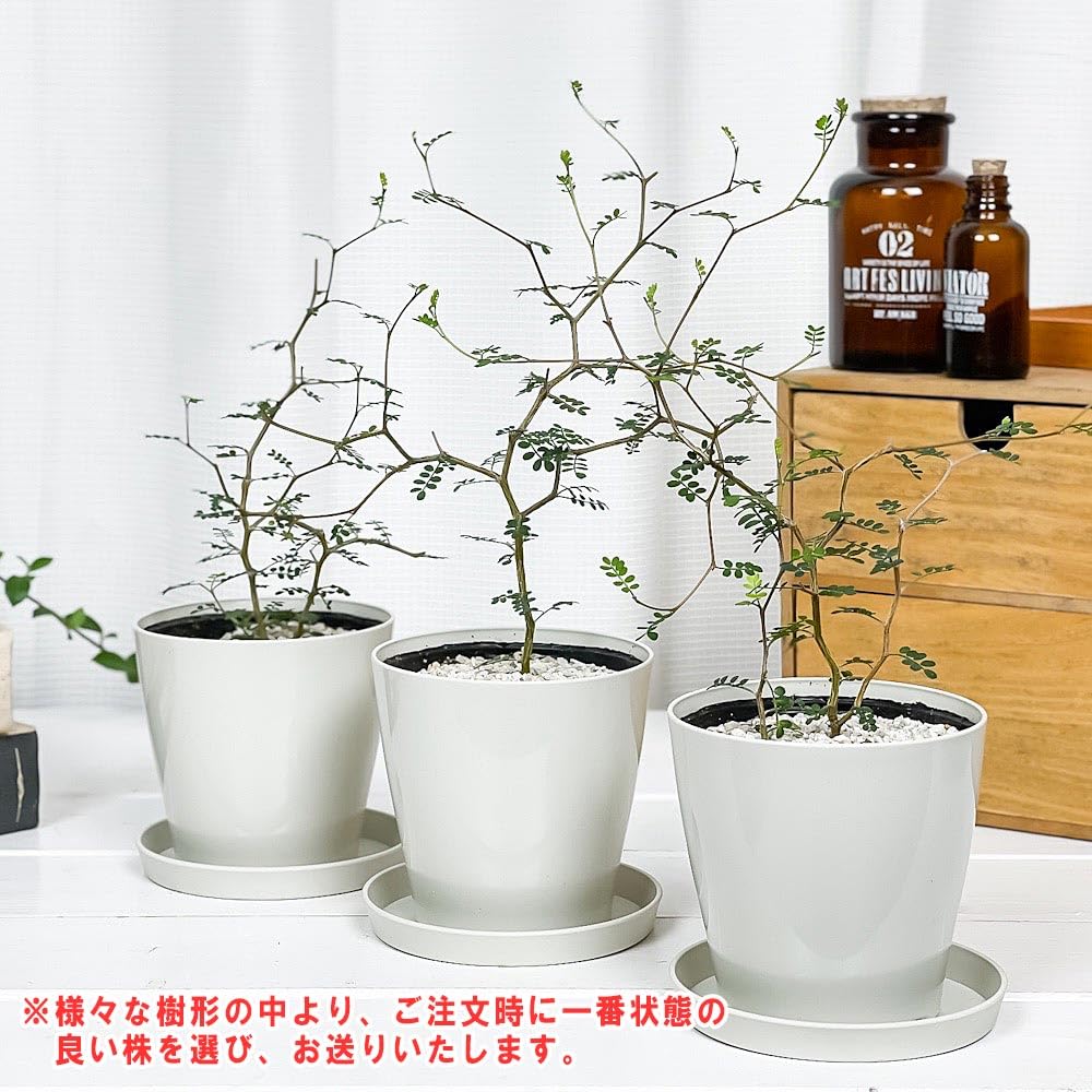 Amazon.co.jp: PLANCHU 観葉植物 メルヘンの木 ソフォラ リトル
