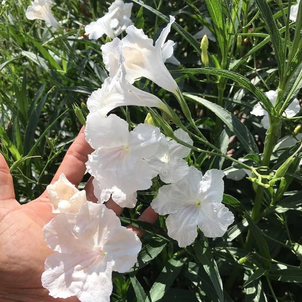 6 Mexican Petunia Live Plants, Vibrant, Low-Maintenance Perennial Flowers, 4-7 Inches, Garden or Containers Growing (Dwarf White)
