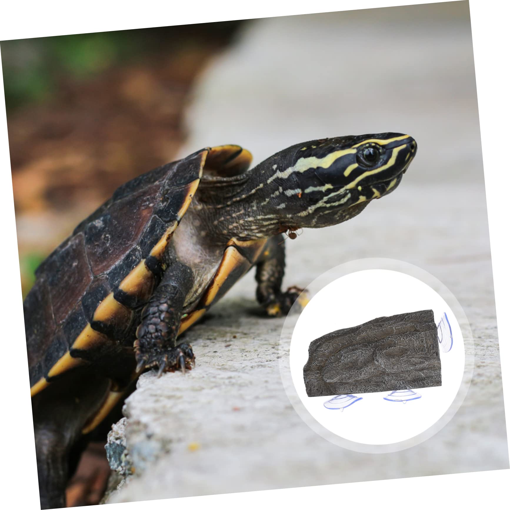 Plataforma De Basking para Tortugas con Ventosas Fuerte y Diseño para Acuarios y Terrarios Multi-Funcional y Decorativa
