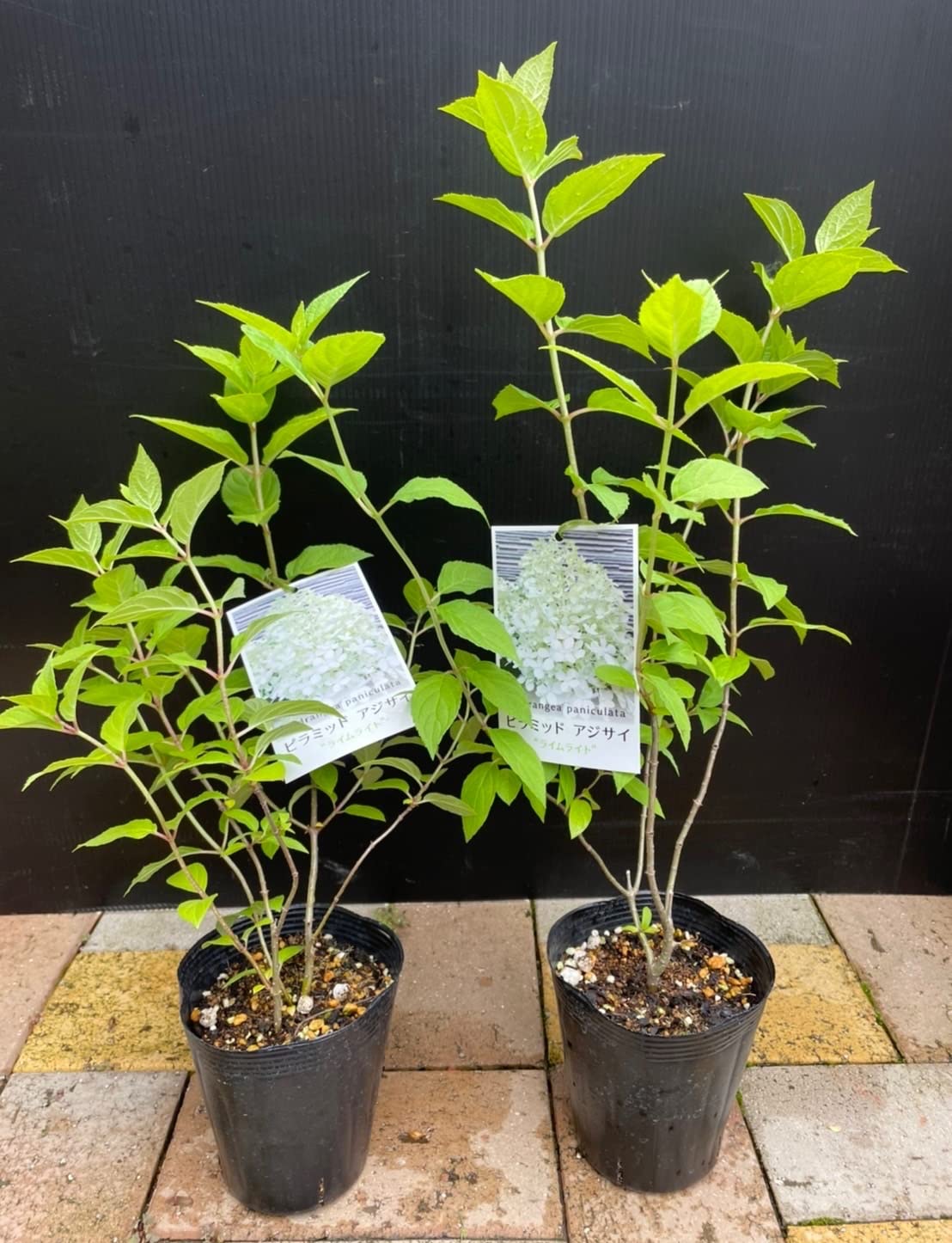 Amazon.co.jp: 密集した花房 存在感があり華やかなピラミッドアジサイ